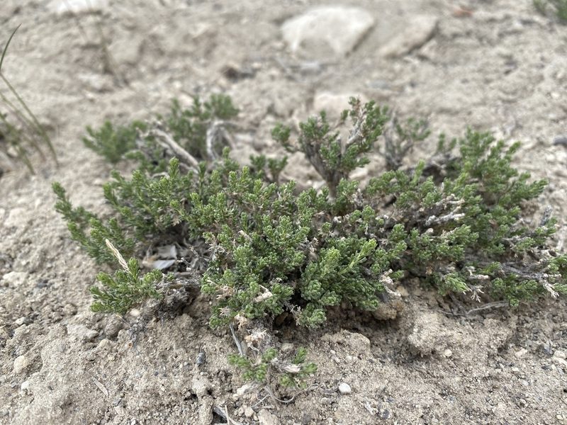 Artemisia pygmaea, photographed by Matt Berger