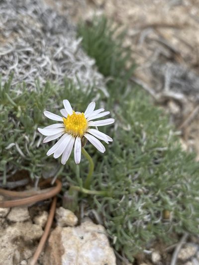 Erigeron compactus, photographed by Matt Berger