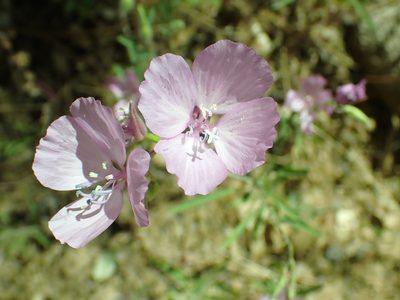 Clarkia dudleyana, photographed by Steve Woodward