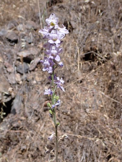 Delphinium hansenii, photographed by Steve Woodward
