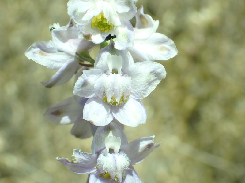 Delphinium hansenii, photographed by Steve Woodward