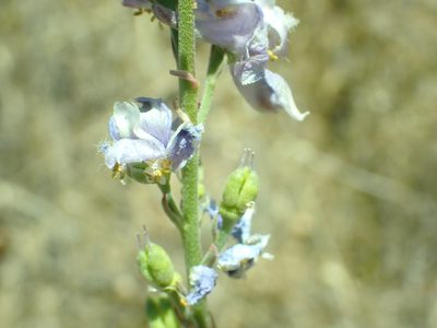 Delphinium hansenii, photographed by Steve Woodward