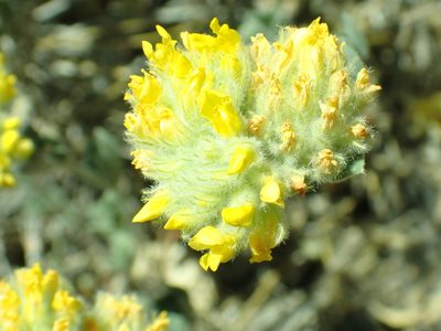 Acmispon argophyllus, photographed by Steve Woodward