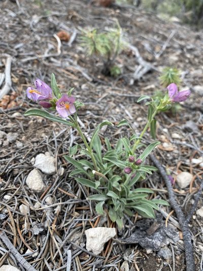 Penstemon janishiae, photographed by Matt Berger