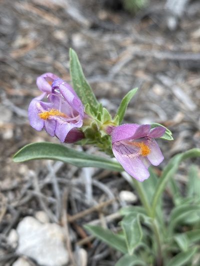 Penstemon janishiae, photographed by Matt Berger