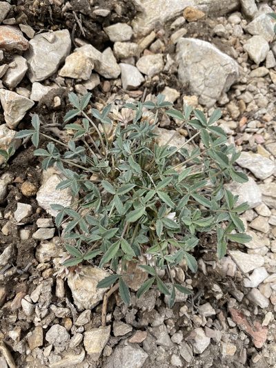 Trifolium gymnocarpon, photographed by Matt Berger