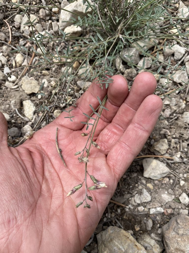 Astragalus atratus, photographed by Matt Berger