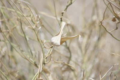 Funastrum hirtellum, photographed by Diego Blanco