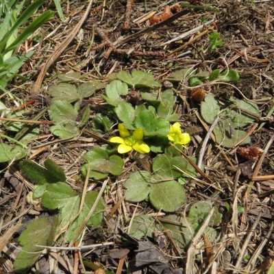 Ranunculus royi, photographed by Kathy Warburton