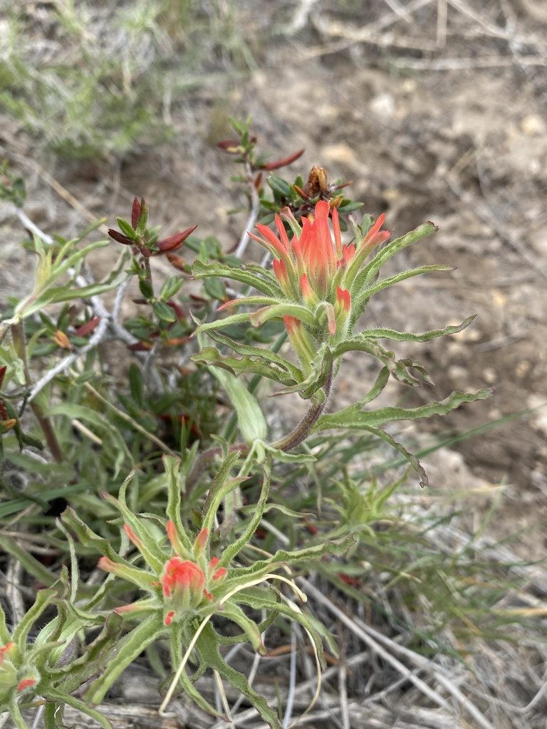 Castilleja dissitiflora, photographed by Matt Berger