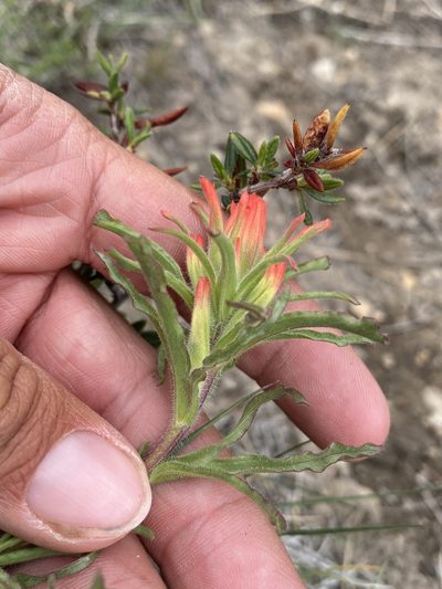 Castilleja dissitiflora, photographed by Matt Berger