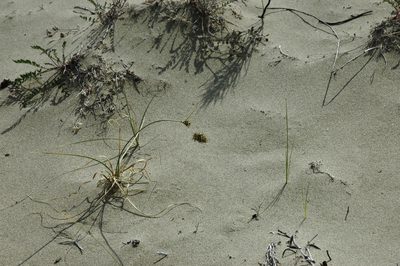 Carex sabulosa, photographed by Syd Cannings