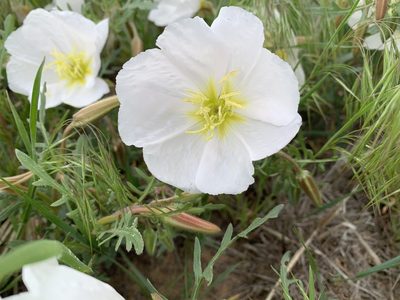 Oenothera albicaulis, photographed by Kathy Fulton