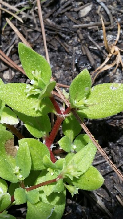 Pentodon pentandrus, photographed by Jay Horn