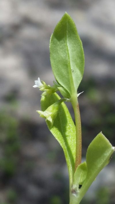 Pentodon pentandrus, photographed by Jay Horn