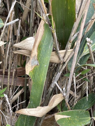 Indocalamus herklotsii, photographed by Yj