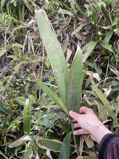 Indocalamus herklotsii, photographed by Yj