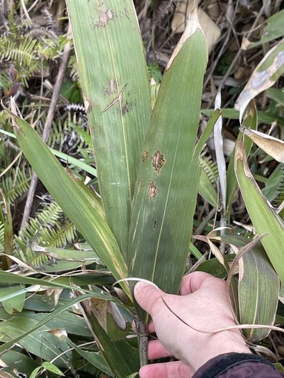 Indocalamus herklotsii, photographed by Yj