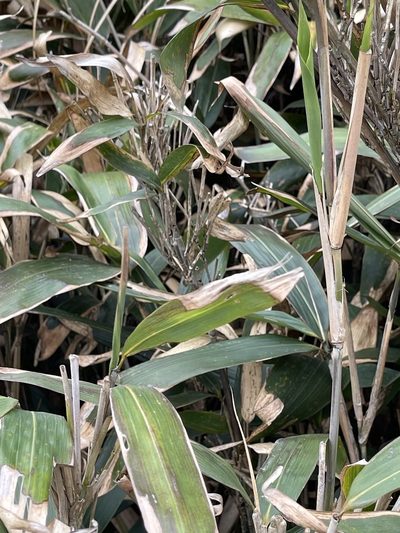 Indocalamus herklotsii, photographed by Yj