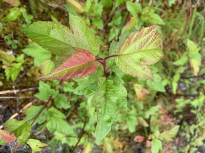 Malus fusca, photographed by Mark Worthing