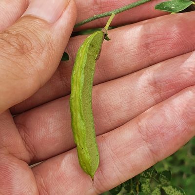 Calicotome spinosa, photographed by Mehdi Chetibi