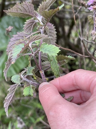 Elsholtzia argyi, photographed by Yj