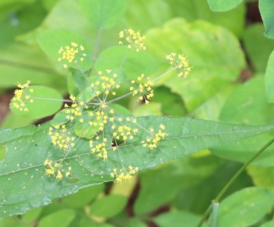 Taenidia integerrima, photographed by Gordon C. Snelling