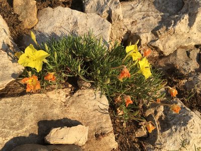 Oenothera lavandulifolia, photographed by Cecelia Alexander