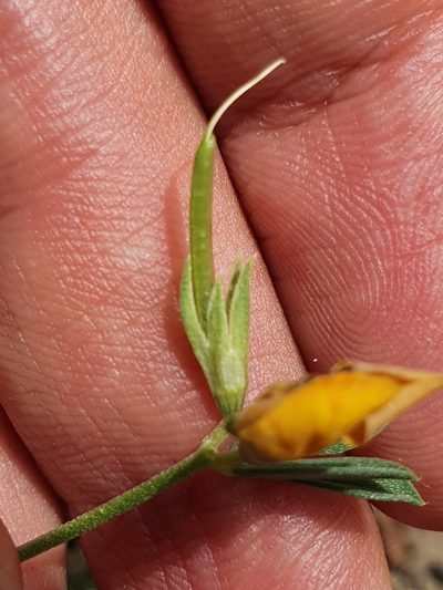 Lotus longisiliquosus, photographed by Mehdi Chetibi