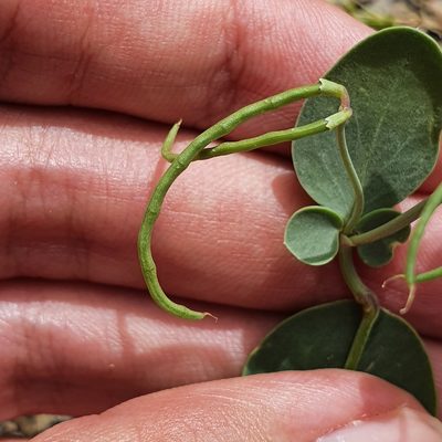 Coronilla scorpioides, photographed by Mehdi Chetibi