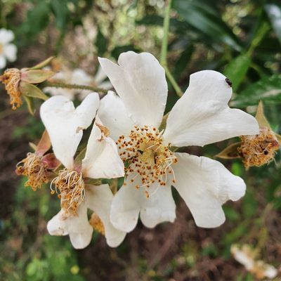 Rosa sempervirens, photographed by Mehdi Chetibi