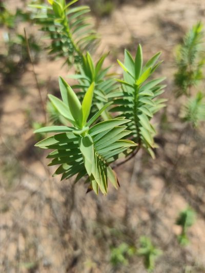 Hypericum terrae-firmae, photographed by Miguel Sho