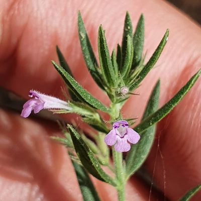Micromeria graeca, photographed by Mehdi Chetibi