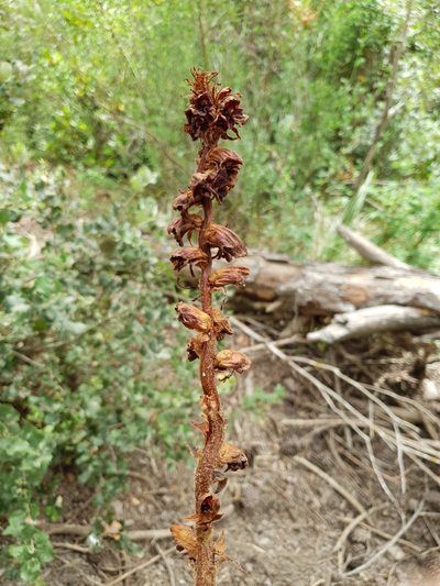 Orobanche variegata, photographed by Mehdi Chetibi