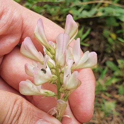 Sulla pallida, photographed by Mehdi Chetibi