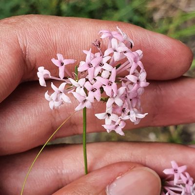 Hexaphylla hirsuta, photographed by Mehdi Chetibi