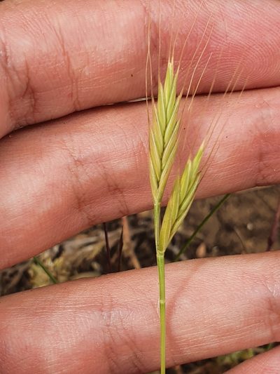 Brachypodium hybridum, photographed by Mehdi Chetibi
