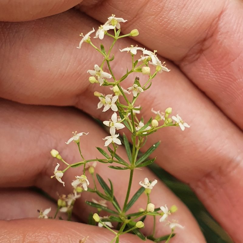 Galium lucidum, photographed by Mehdi Chetibi