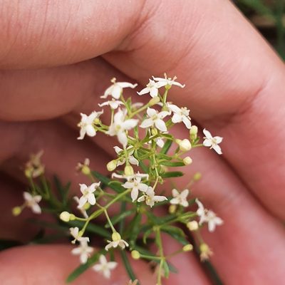 Galium lucidum, photographed by Mehdi Chetibi