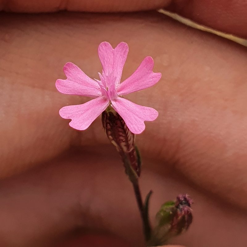 Silene muscipula, photographed by Mehdi Chetibi