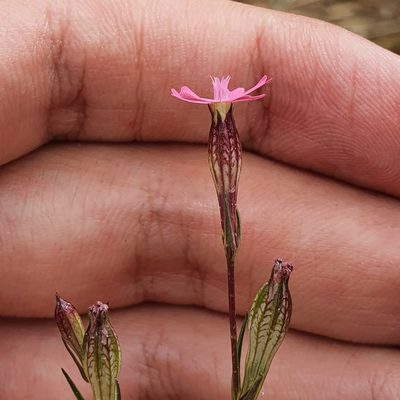 Silene muscipula, photographed by Mehdi Chetibi