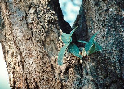 Ficus bussei, photographed by i_c_riddell