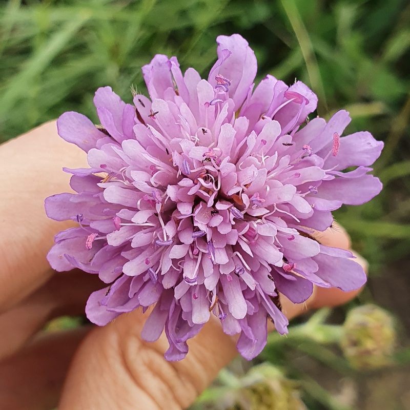 Knautia mauritanica, photographed by Mehdi Chetibi