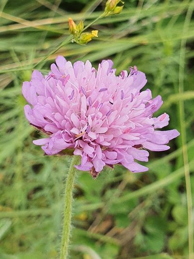 Knautia mauritanica, photographed by Mehdi Chetibi