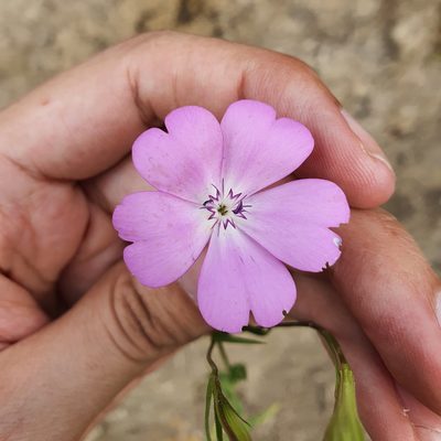 Eudianthe coeli-rosa, photographed by Mehdi Chetibi