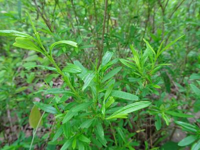 Hypericum prolificum, photographed by Thomas Koffel