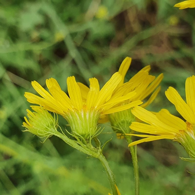 Jacobaea delphiniifolia, photographed by Mehdi Chetibi