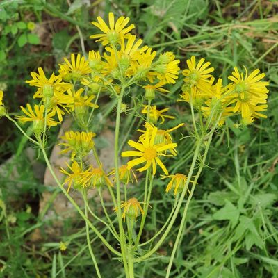 Jacobaea delphiniifolia, photographed by Mehdi Chetibi