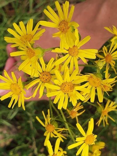 Jacobaea delphiniifolia, photographed by Mehdi Chetibi
