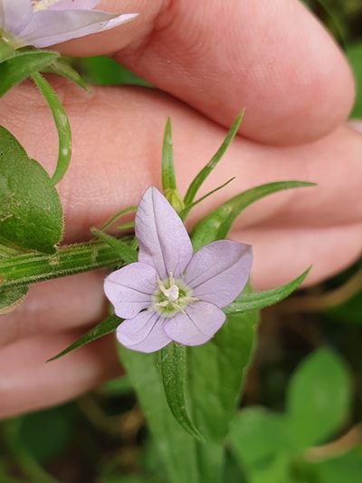 Legousia falcata, photographed by Mehdi Chetibi